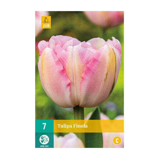 Tulpenbollen Finola (zakje van 7 stuks)
